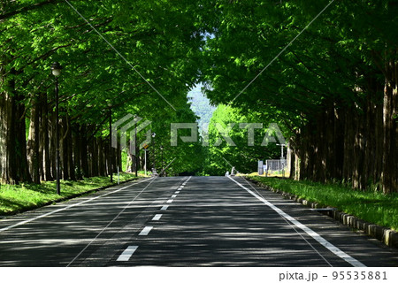 新緑に包まれた道路 新緑に包まれた道路 95535881