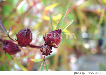 ローゼルの赤い実の写真 ローゼルの赤い実の写真 95536529