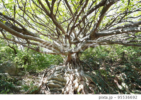 高知県室戸市のアコウの木 高知県室戸市のアコウの木 95536692