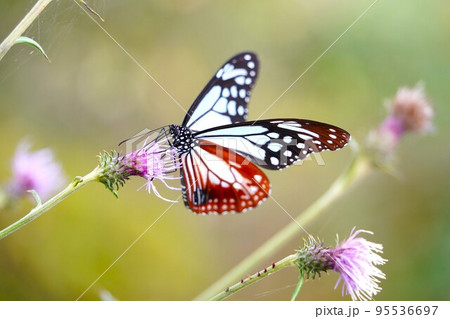 蜜を吸うアサギマダラ 95536697