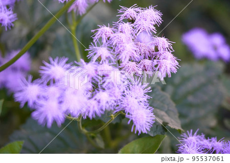 紫のユーパトリウムの写真 紫のユーパトリウムの写真 95537061