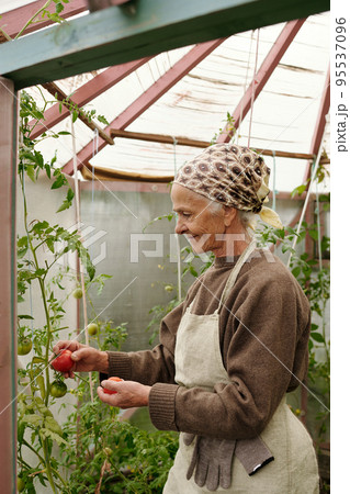 Side view of senior woman in apron picking ripe tomatos in large hothouse 95537096