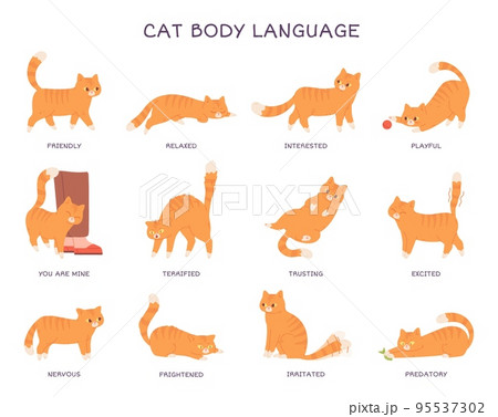 Cats language. Cat body expression feeling, behavior pet tail action animal feline emotions poses fear angry surprised funny kitten character, cartoon garish vector illustration Cats language. Cat body expression feeling, behavior pet tail action animal feline emotions poses fear angry surprised funny kitten character, cartoon garish vector illustration 95537302