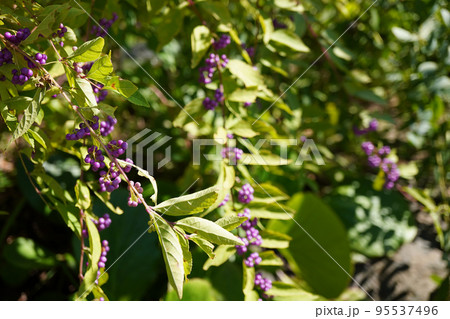 コムラサキの紫の実の写真 コムラサキの紫の実の写真 95537496