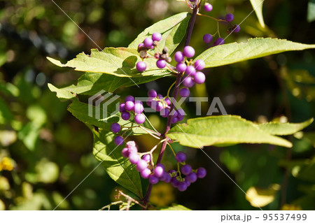 コムラサキの紫の実の写真 95537499