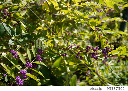 コムラサキの紫の実の写真 コムラサキの紫の実の写真 95537502