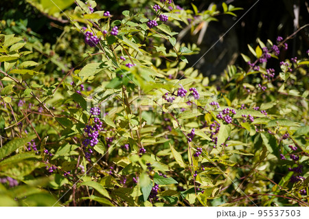 コムラサキの紫の実の写真 95537503