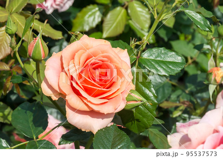 花 フラワー お花 95537573