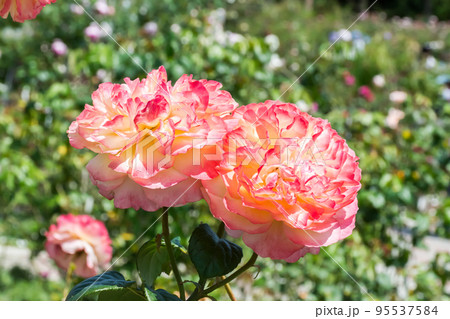 花 フラワー お花 95537584