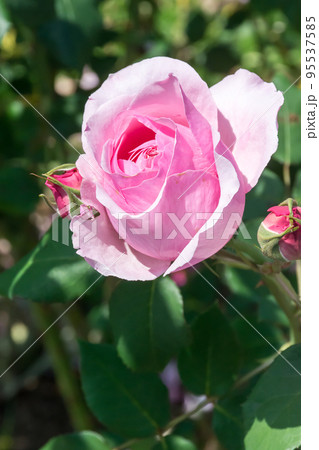 花 フラワー お花 95537585