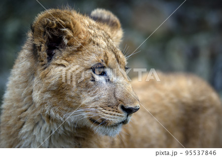 Close up lion cub portrait. Wildlife scene from nature 95537846