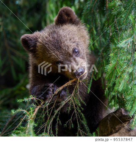 Baby brown bear cub in the forest. Animal in the nature habitat Baby brown bear cub in the forest. Animal in the nature habitat 95537847