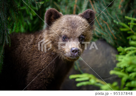 Baby brown bear cub in the forest. Animal in the nature habitat 95537848