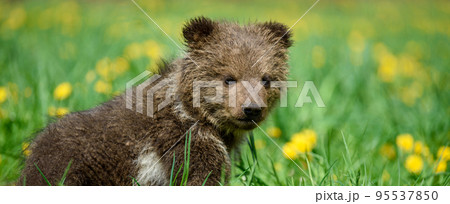 Young brown bear cub in the meadow with yellow flowers 95537850