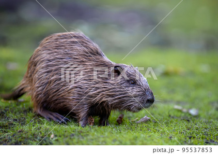 Young coypu (Myocastor coypus) in grass on river 95537853