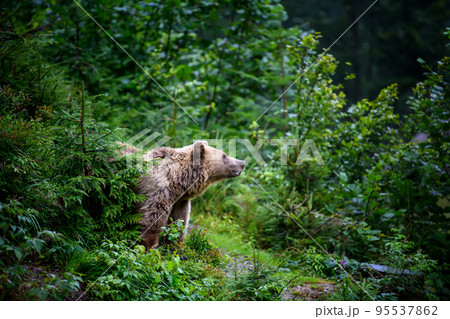 Wild Brown Bear (Ursus Arctos) in the summer forest. Animal in natural habitat 95537862