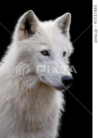 Close up white arctic wolf on dark 95537865