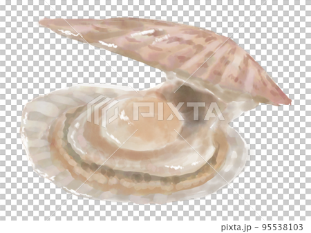 手繪扇貝 手繪扇貝 95538103