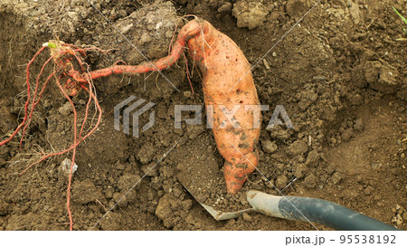 Sweet potato harvest Ipomoea batatas close-up tuberous tubers roots field soil spade bio farm harvesting plant plantation sweetpotato detail vegetable cultivars, farming organic root ripe fresh Europe Sweet potato harvest Ipomoea batatas close-up tuberous tubers roots field soil spade bio farm harvesting plant plantation sweetpotato detail vegetable cultivars, farming organic root ripe fresh Europe 95538192
