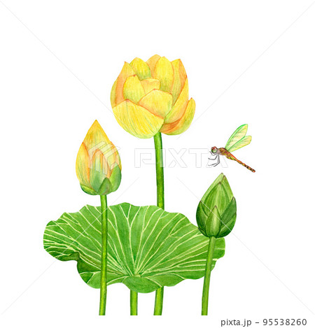 Yellow lotos flower, watercolor botanical illustration, Asian garden, beautiful water lily, green leaves, lotus bud, tropical floral clip art isolated on white background Yellow lotos flower, watercolor botanical illustration, Asian garden, beautiful water lily, green leaves, lotus bud, tropical floral clip art isolated on white background 95538260