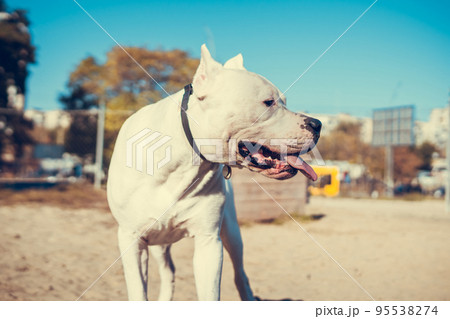 Beautiful white Staff terrier playin at the dog training ground. Dangerous dog breed. Healthy and active pet Beautiful white Staff terrier playin at the dog training ground. Dangerous dog breed. Healthy and active pet 95538274
