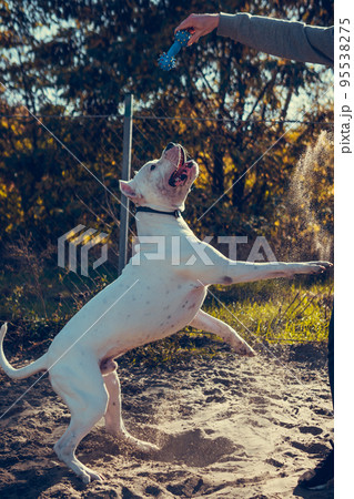 Beautiful white Staff terrier playin at the dog training ground. Dangerous dog breed. Healthy and active pet 95538275