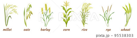 Cereal plants with ears and stem. Infographics of botanical elements of rice, barley, oats, millet, rye and wheat with corn. 95538303