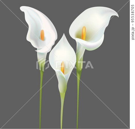 Realistic Detailed 3d White Calla Lily Flowers Set Beautiful Plant Decoration Element for Web and App Design. Vector illustration 95538705