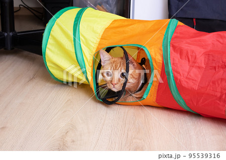 Sad cat in a veterinary collar in a tunnel Sad cat in a veterinary collar in a tunnel 95539316