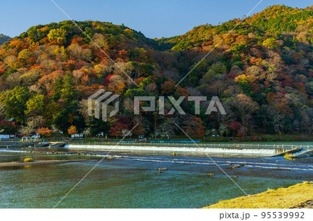 京都嵯峨嵐山の秋 紅葉の桂川 一ノ井堰 京都嵯峨嵐山の秋 紅葉の桂川 一ノ井堰 95539992