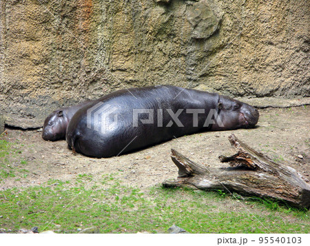 pygmy hippopotamus with small cub lies on sand. Choeropsis liberiensis close up. Berlin zoo 95540103