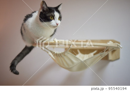 Cat scratching post wall mounted in modern room for pet on white wall, stylish decoration for cat owner with copy space. 95540194