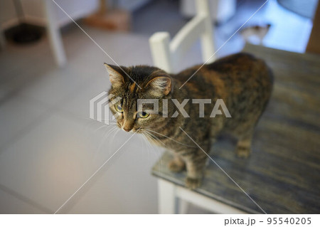 cat lying down on wooden table looking at camera. 95540205