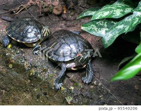 Two red-eared turtles Trachemys scripta on the shore of a reservoir close-up. Berlin Zoo 95540206