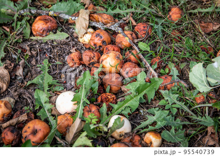 Damaged, rotten apples on the ground in the grass. Autumn works and fruit growing 95540739
