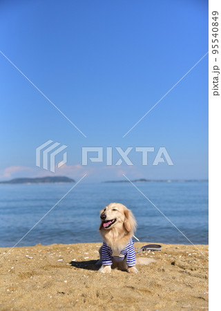 ダックスと海 ダックスと海 95540849