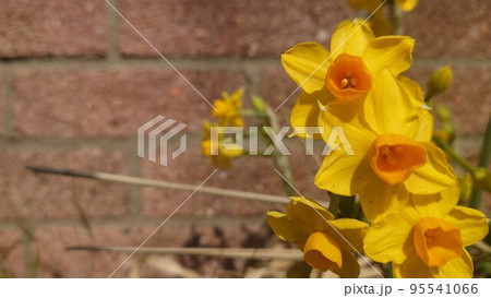 縦に重なって咲くスイセンの花 95541066