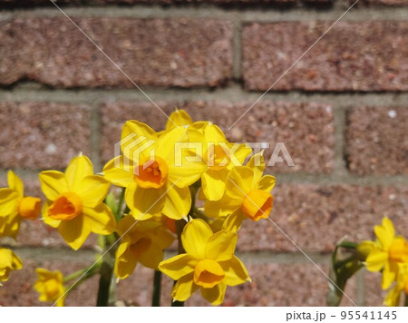 黄色い水仙の花とレンガブロックの背景 黄色い水仙の花とレンガブロックの背景 95541145