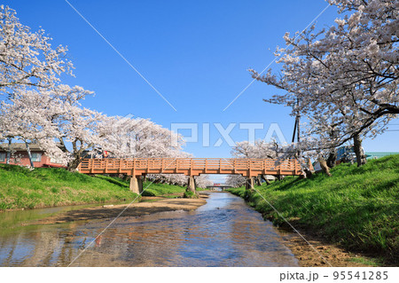 〈島根県〉玉造温泉　玉湯川の桜並木と堂桁橋 95541285