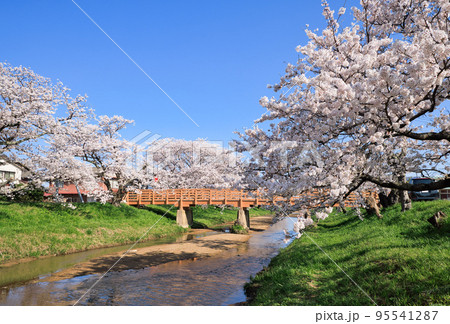 〈島根県〉玉造温泉　玉湯川の桜並木と堂桁橋 95541287
