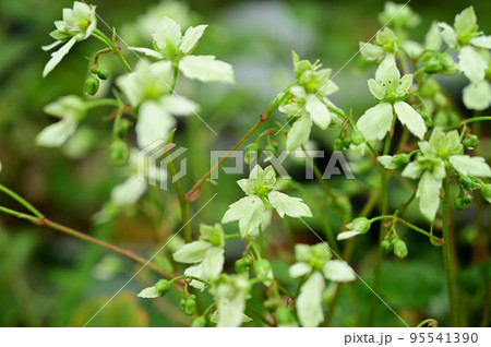 ダイモンジソウの花 ダイモンジソウの花 95541390