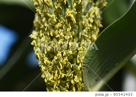モロコシ(高黍・コーリャンソルゴー)栽培 モロコシ(高黍・コーリャンソルゴー)栽培 95541433