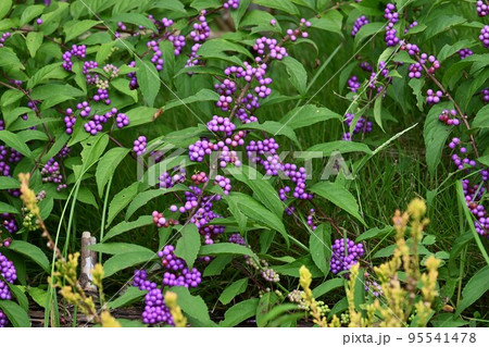 コムラサキの実 95541478
