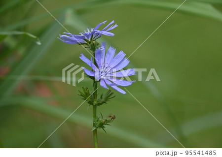 チコリの花 チコリの花 95541485