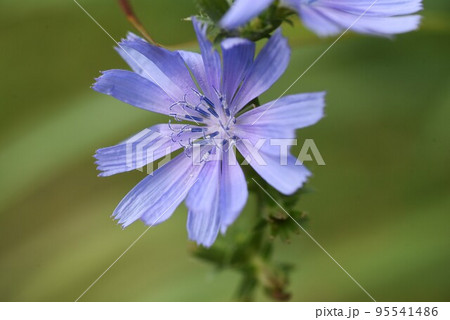 チコリの花 95541486