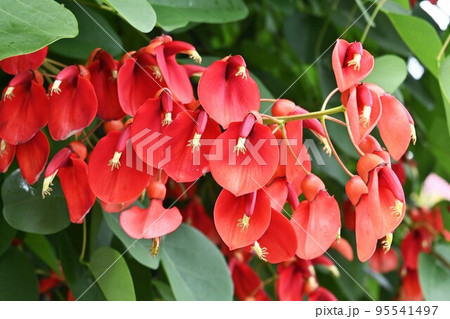 カイコウズ(海紅豆)・アメリカデイゴ カイコウズ(海紅豆)・アメリカデイゴ 95541497