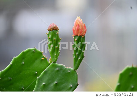 ウチワサボテンの花 ウチワサボテンの花 95541523