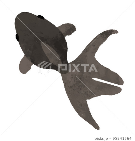 水彩風の上から見た黒色の金魚 95541564