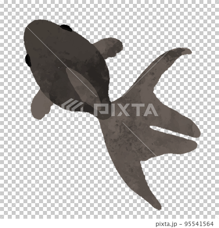 水彩風の上から見た黒色の金魚 95541564