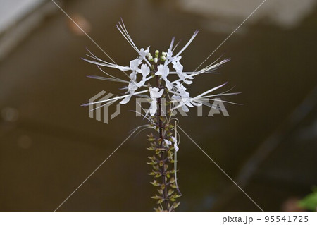 ネコノヒゲの花 ネコノヒゲの花 95541725